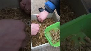 Пенсильванское сито