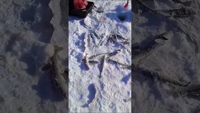 Сахалин. Съездили на зимнюю рыбалку за навагой . смотреть онлайн