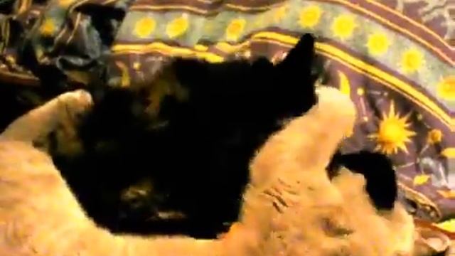 На сон грядущий. Кошачьи нежности.