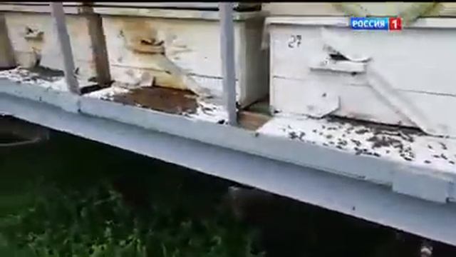Специалисты Управления Россельхознадзора назвали причину массового мора пчел в Башкирии