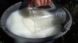 Кормлю ЭТИМ ОГУРЦЫ потом УСТАЮ ИХ собирать каждый день! Подкормка огурцов в открытом грунте кефиром