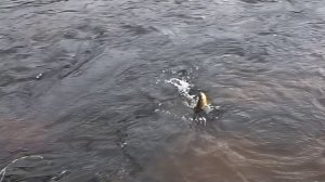 Экспедиция в Бурятии, рыбалка по горным рекам. Expedition to Buryatia, fishing on mountain rivers.