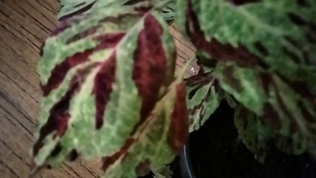 Колеус. смотреть онлайн