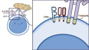 Дифференцировка и активация В-клеток/В-лимфоцитов