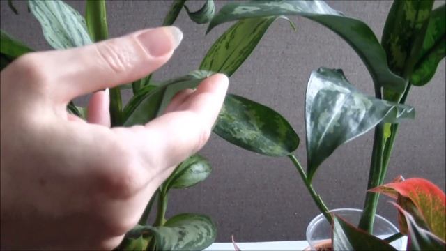 Аглаонема домашняя. Особенности ухода за аглаонемой в зависимости от сорта смотреть онлайн