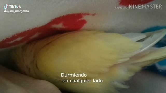 Hasta siempre Margarita. смотреть онлайн