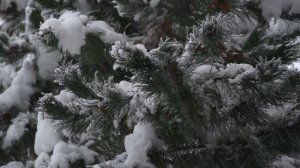 Народный праздник - день Трифона 28 декабря. Трифон Печенгский. Народные традиции и приметы.