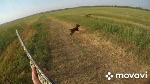 Охота на перепела. Ставропольский край