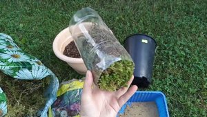 Как легко размножить клематис черенками