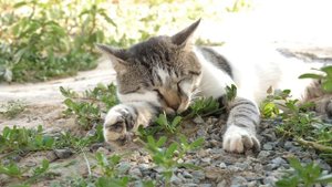 МЯУКАНЬЕ КОШЕК I МУРЛЫКАНЬЕ КОШЕК I ЗВУКИ КОШЕК #кошка #кошки