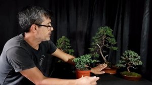 COMO CUIDAR JUNIPEROS - JUNIPERUS ?  COMO Y CUANDO TRABAJARLOS!! PARA LOGRAR UN BONSAI✔