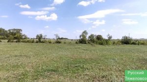 Обучение очень дикой лошади.Training a very wild horse