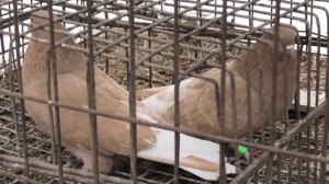 Пополнение в голубятне! Жёлтомурые и жёлтые белохвостые николаевские  голуби!