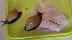 Наши новые питомцы.🤗 Архахатина Маргината Иктерика.🐌 #первоевидео #улитки