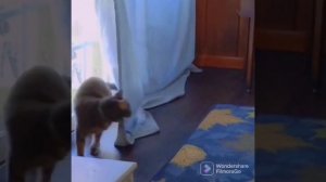 Cat Кошки Котята Коты #Shorts 1019.mp4