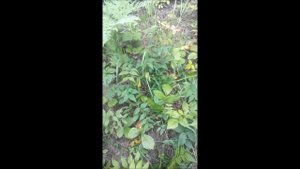 Где искать белый гриб