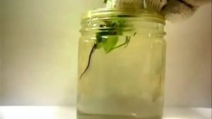 Хоррор паразит - нематоморфа, волосатик, конский волос (экстремальная биология)