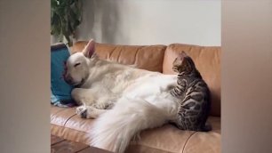 Самые смешные животные Приколы с котами и собаками 2022 - смешное видео, приколы, смотреть онлайн