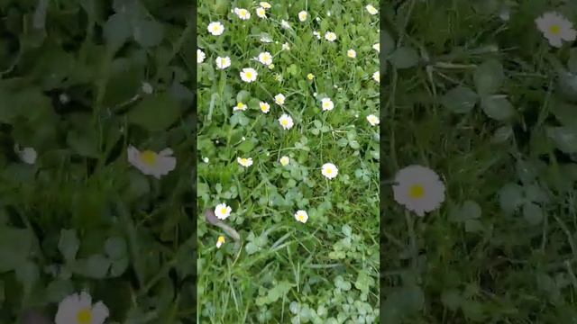 Поле ромашек! #ромашки #цветы #вика #зелень смотреть онлайн