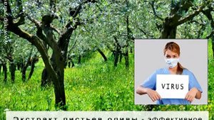 Листья оливы