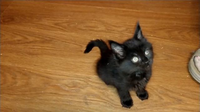 Чёрные красавицы. Красотки Мейн-кун. Толстенькие и наивные. Black beauties. Beauty Maine Coon смотреть онлайн