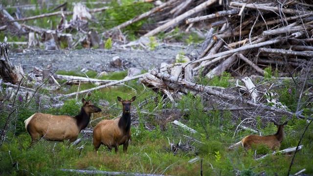 Мир глазами эколога. Окружающий мир 4 класс смотреть онлайн