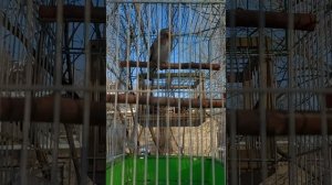 Самка седоголового щегла. очень красивое пение