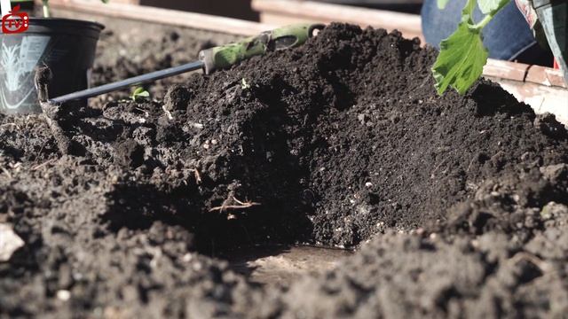 Посадка тыквы за 1 минуту ✔️ Тыквы в средней полосе ?100% урожай смотреть онлайн