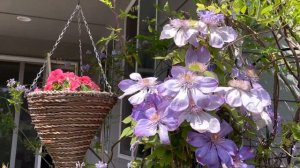 Roses 🌹 and clematis flowers 🌸. My garden 🪴