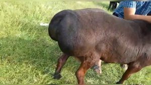 ПРОДАНО! Баран производитель гиссар | гиссар койлору