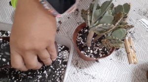 Kalanchoe marmorata
