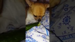 Чихуахуа ест огурец и аппетитно чавкает)