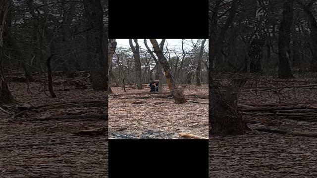 за берёзовым соком