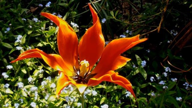 Spring Ernesto Cortazar смотреть онлайн