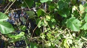 Виноград "Зилга" #морозостойкийвиноград #винограднеукрывной