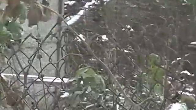 50-ти летние дом и сарай из Арболитовых панелей из мульчи!!!НЕ оштукатуренные и стоят. смотреть онлайн