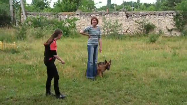 Немецкая овчарка Церии смотреть онлайн