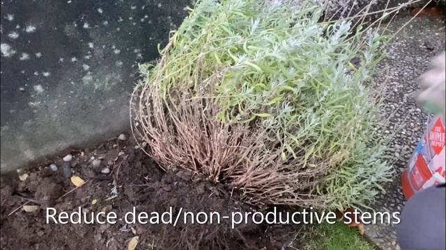 Transplant A Blue Cushion, Dwarf English Lavender - December 15 смотреть онлайн