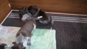 Щенки курцхаара