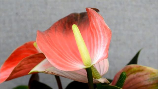 Anthurium Rainbow Champion Flamingo Flower смотреть онлайн