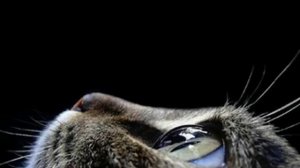 Aleksin-& koshka  Алексин &- Кошка