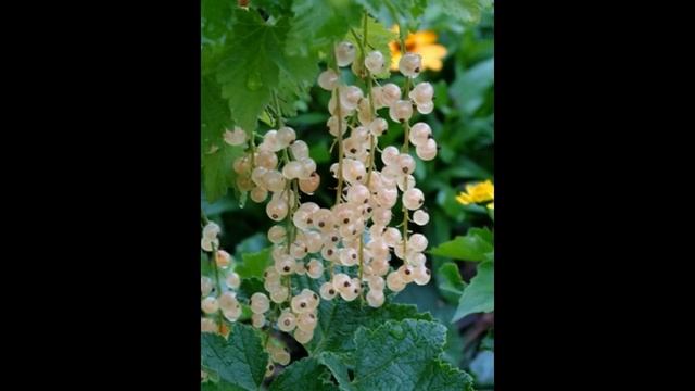 Маска из смородины для нормальной кожи