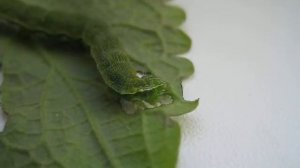 Гусеница ест лист колеуса.