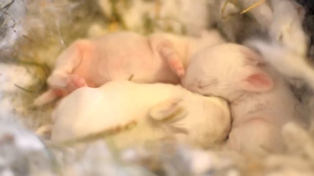 Маленький крольчонок зевает =).avi смотреть онлайн