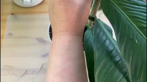 Филодендрон Кампии. Срочное вмешательство. Аспарагус - итоги через 3 недели.