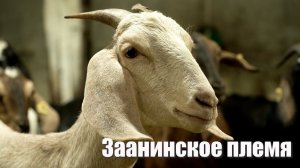 Козоводство