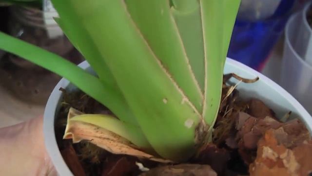 Орхидея.Моя мильтония! Наращиваем корни. смотреть онлайн