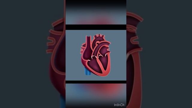 vk-video)-анатомия Сердца - насос жизни