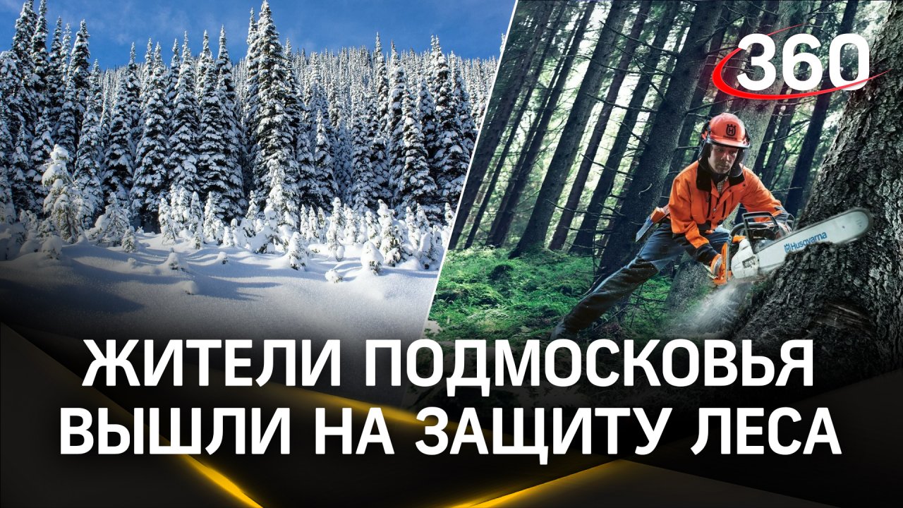 В Подмосковье валят вековой лес: жители деревни вышли на защиту природы