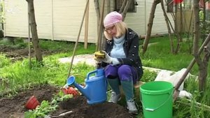 Лучки пучки.  Серия 144.  Высадка рассады томатов в открытый грунт.